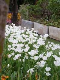大埔小白鷺湖，鬱金香花園 