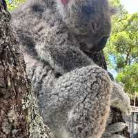 Talonga Zoo to meet Koala and Kangaroo!