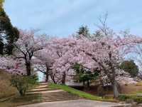 ชมดอกซากุระ ที่สวนสาธารณะเมืองชิริว ไอจิ🌸