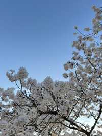 청주 벚꽃명소🌸 무심천🏞️