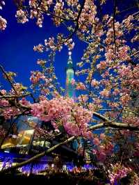【東京スカイツリー/東京都】スカイツリー×河津桜