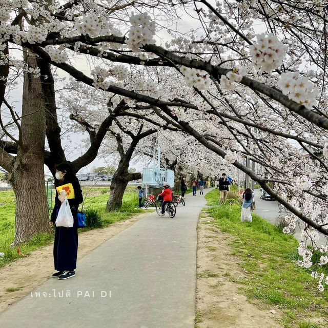 🌸ดื่มด่ำกับบรรยากาศสุดโรแมนติกใต้ร่มเงาของดอกซากุ