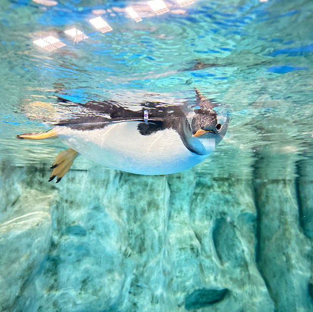 香港海洋公園是旅遊必定要去地方