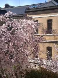 【京都×桜】ホントは教えたくない🙅日本最古の官公庁建造物と中庭の桜🌸