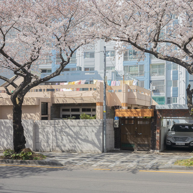 제주 최고의 벚꽃거리 전농로