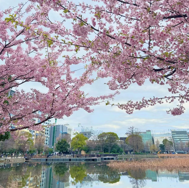 廣渡口漢江公園賞櫻🌸美好時光