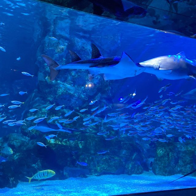 Coex Aquarium 💭✨