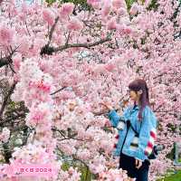 【神奈川】一足先に春の桜道🌸春めき桜穴場スポット！