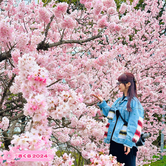 【神奈川】一足先に春の桜道🌸春めき桜穴場スポット！