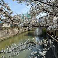 2024年4月2日東京目黑川櫻花
