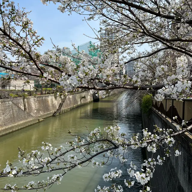 2024년 4월 2일 도쿄 메구로가와 벚꽃