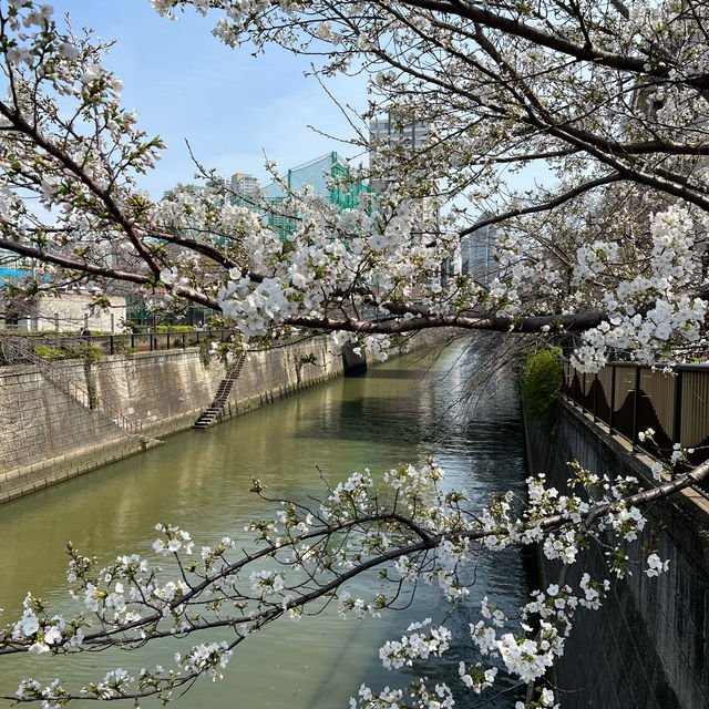 2024年4月2日東京目黑川櫻花