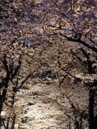 一度は行きたい🌸京都の桜といえばここ！祇園白川🌸