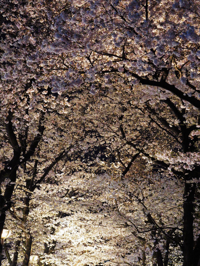 一度は行きたい🌸京都の桜といえばここ！祇園白川🌸