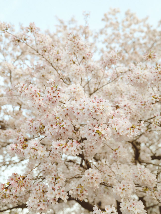 【立川】桜並木が続く“残堀川の桜並木”が綺麗すぎる。