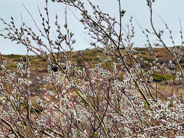 The beauty of the plum blossoms.