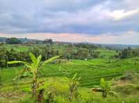 Jatiluwih Rice Terraces