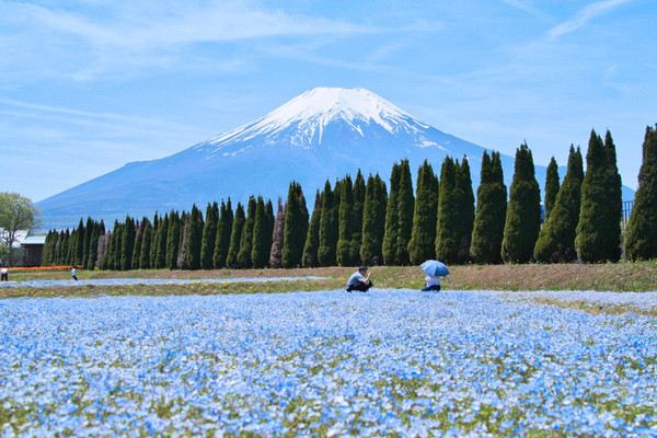 富士山と青い花畑の風景 花の都公園 2022夏 4K】 早朝の富士山とひまわり 30万