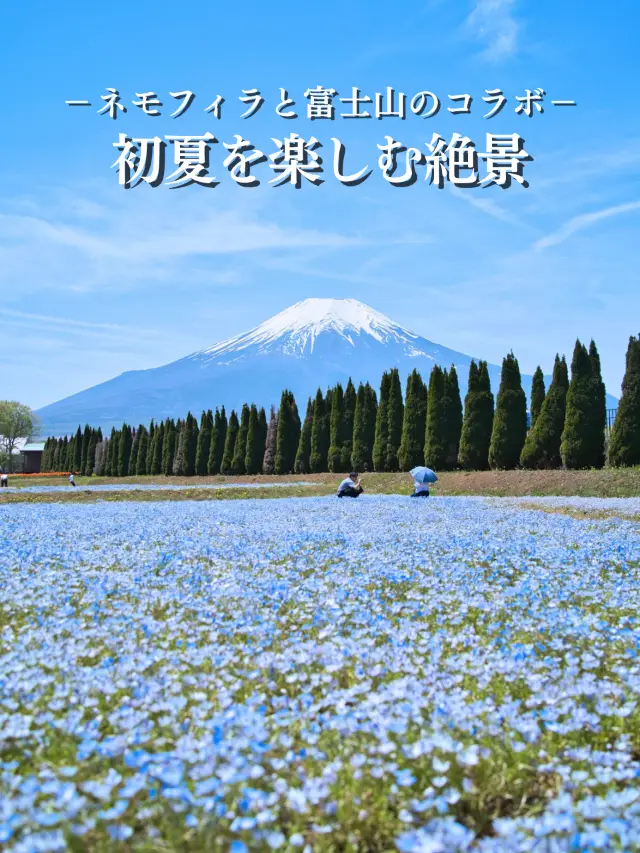 【山梨】青色の絨毯に映える富士山🗻富士山が絵になるなる花畑を紹介※周辺観光情報付き