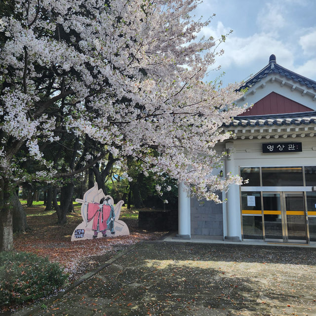 한국의 미와 어우러진 벚꽃명소, 제주 삼성혈🌸