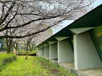 【東京】飛鳥山公園：櫻花🌸賞景，3月底-4月上旬最佳