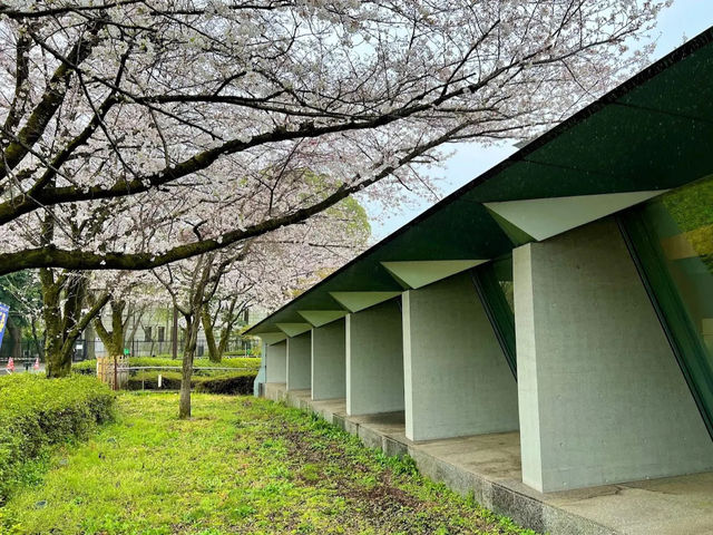 【東京】飛鳥山公園：櫻花🌸賞景，3月底-4月上旬最佳