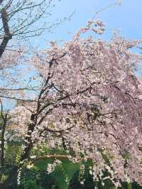 🌸포토스팟 가득한 용인 벚꽃 명소인 "에버랜드"🌸