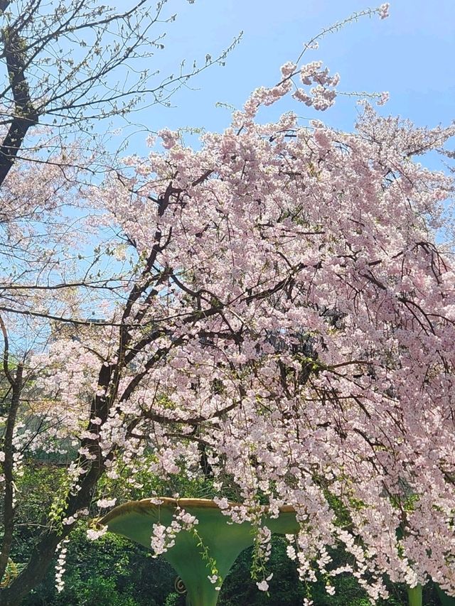 🌸포토스팟 가득한 용인 벚꽃 명소인 "에버랜드"🌸