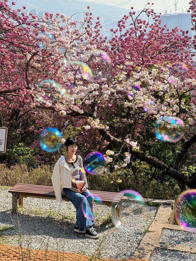 부산 겹벚꽃하면 여기죠!