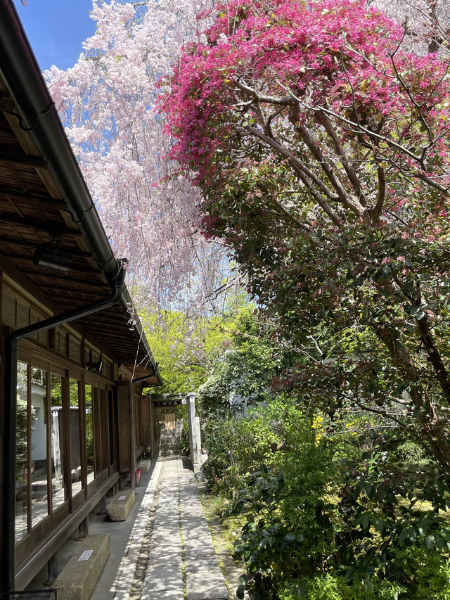 そうだ京都行こう🌸雅な桜を楽しもう🌸退蔵院