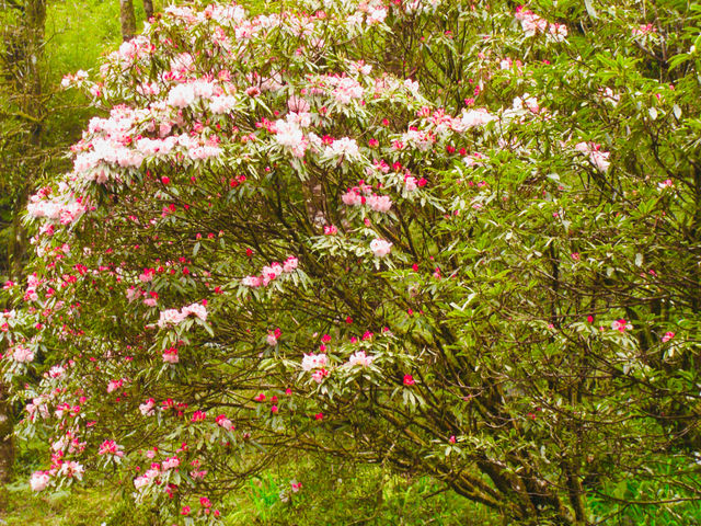 Serene beauty and vibrant blossoms 🌸🇹🇼