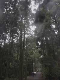 서귀포 치유의 숲 방문 후기 🌲🍃