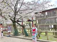 ถ่ายรูปซากุระที่ศาลเจ้า Sumiyoshi Shrine 