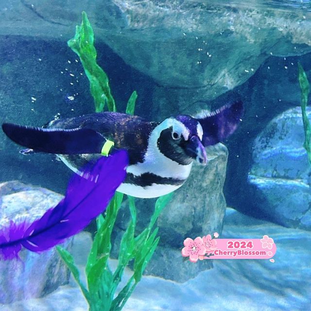 Sea Life Busan Aquarium in Korea 