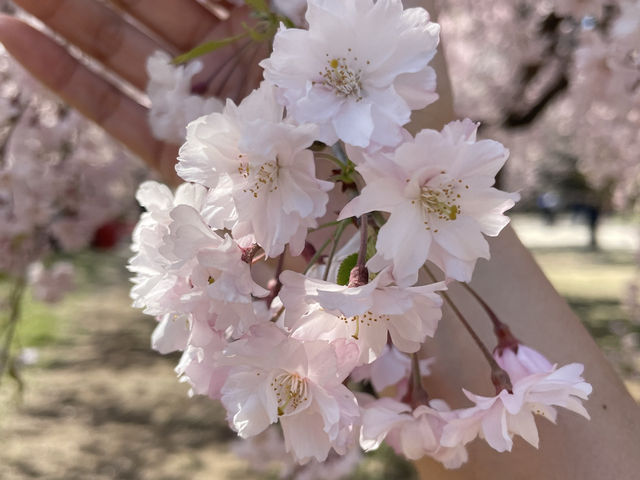 弘前公園櫻花適合春天遊玩