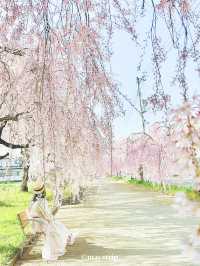 【福島】どこまで行ってもしだれ桜