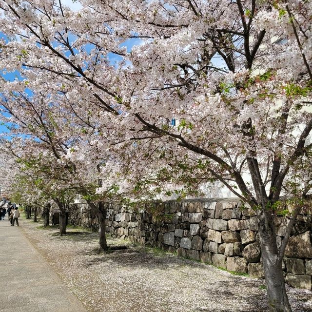 Sakura and the Castle🌸
