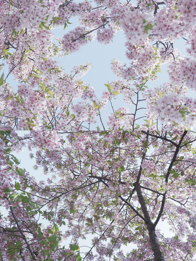 【上海辰山植物園】玉蘭花和櫻花盛會