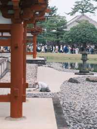 京都 | 宇治一日遊 造訪抹茶之鄉🍵