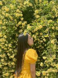 💛창원에서 제일 예쁜 목향장미 포토존💛