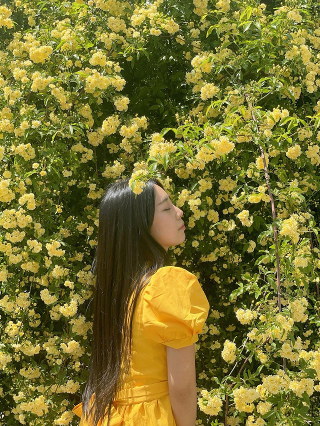 💛창원에서 제일 예쁜 목향장미 포토존💛