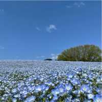 【福岡観光】園内お花で埋め尽くされていて素敵