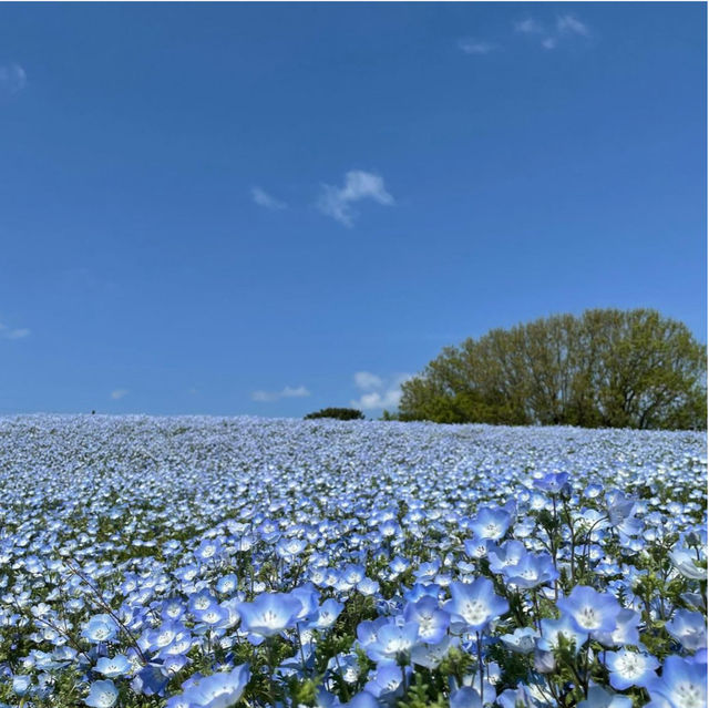 【福岡観光】園内お花で埋め尽くされていて素敵
