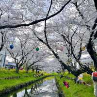 「荒子川公園：春日賞櫻，感受日本傳統元素」