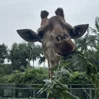 【中山紫馬嶺動物園】乾淨整潔，零距離接觸大笨象🐘！