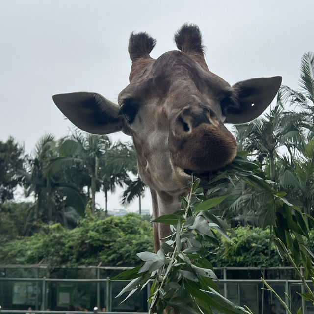【中山紫馬嶺動物園】乾淨整潔，零距離接觸大笨象🐘！
