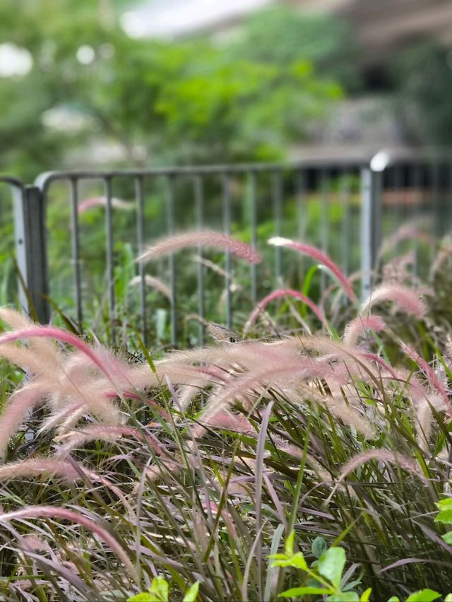 【南區海濱長廊】是一條既輕鬆又有靚靚避風塘景包圍住的小徑