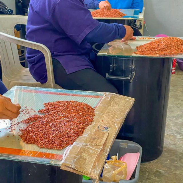เรียนรู้วิถีชีวิตแบบเรียบง่าย กับการทำเกษตรอินทรีย์