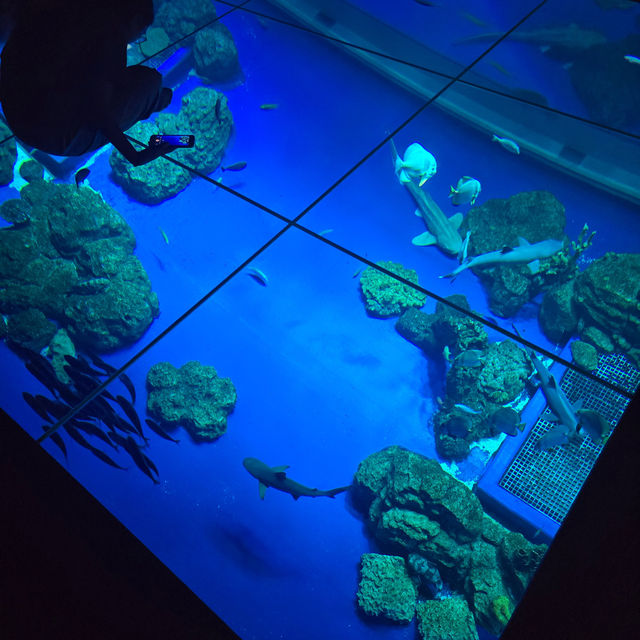 沖繩室內動物園 DMM水族館