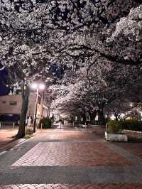 〜神奈川県〜桜と岡本太郎アート作品😳